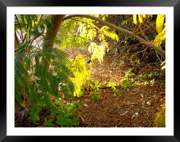 Sunlit Mimosa Leaves Framed Mounted Print by Stephanie Moore