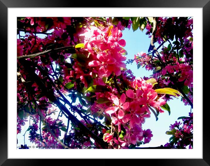 Apple Blossoms Framed Mounted Print by Stephanie Moore