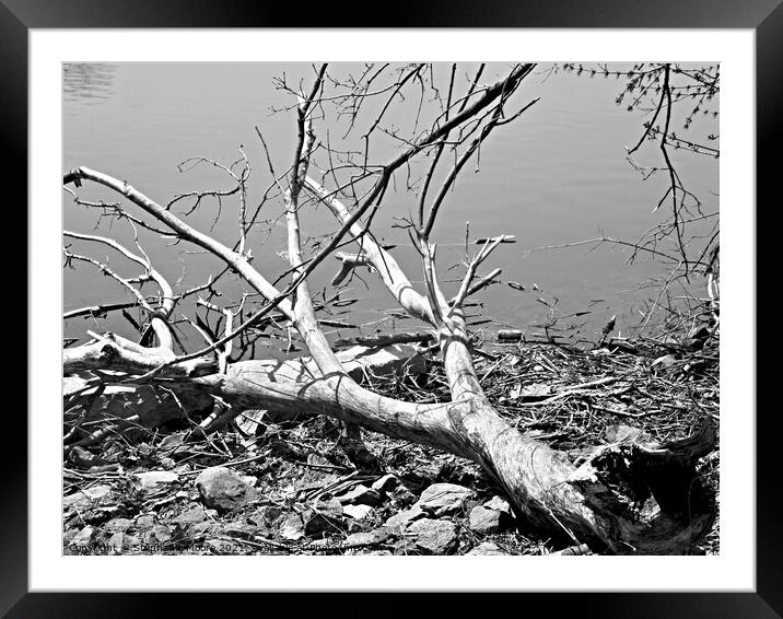 Fallen Tree Framed Mounted Print by Stephanie Moore