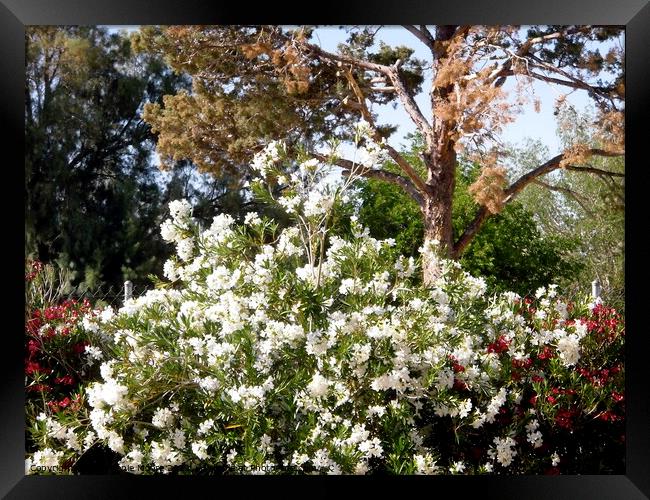 White Oleanders Framed Print by Stephanie Moore