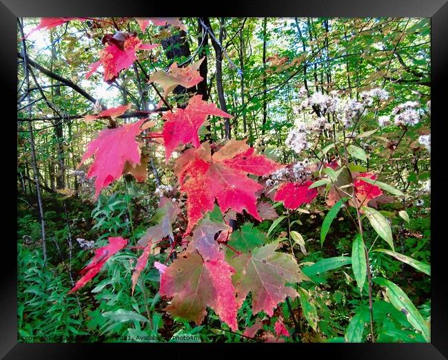 Red Maple Leaves Framed Print by Stephanie Moore