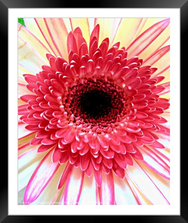 Heart of a Daisy Framed Mounted Print by Stephanie Moore