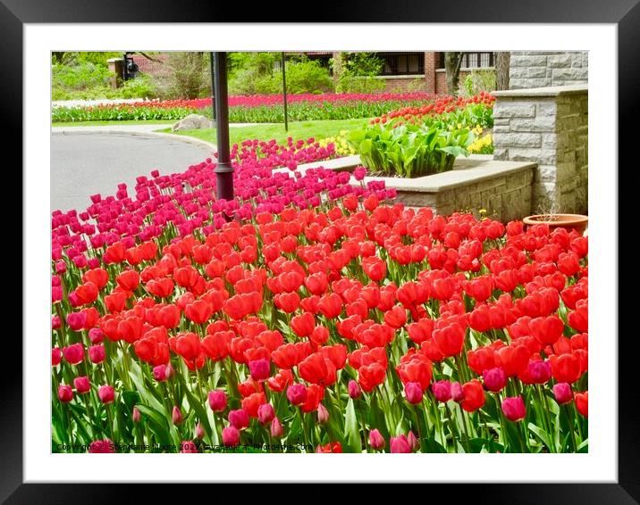 Tulips in our garden Framed Mounted Print by Stephanie Moore