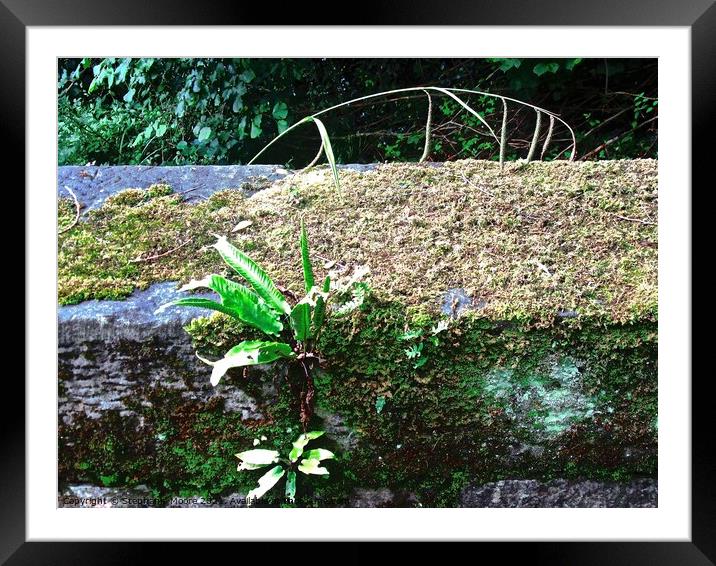 Plants growing on a bridge  Framed Mounted Print by Stephanie Moore