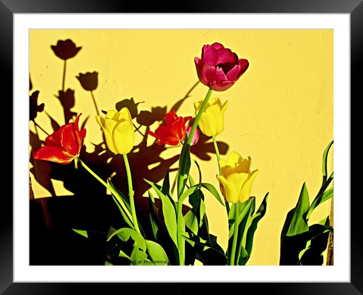Tulip Shadows Framed Mounted Print by Stephanie Moore
