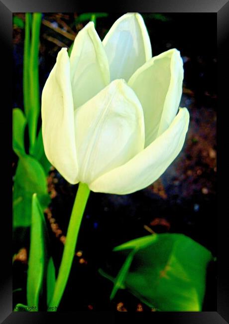 White tulip Framed Print by Stephanie Moore
