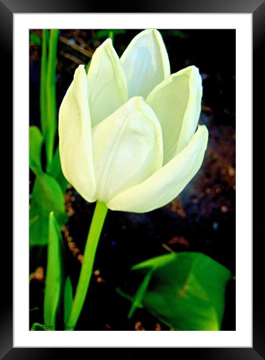 White tulip Framed Mounted Print by Stephanie Moore