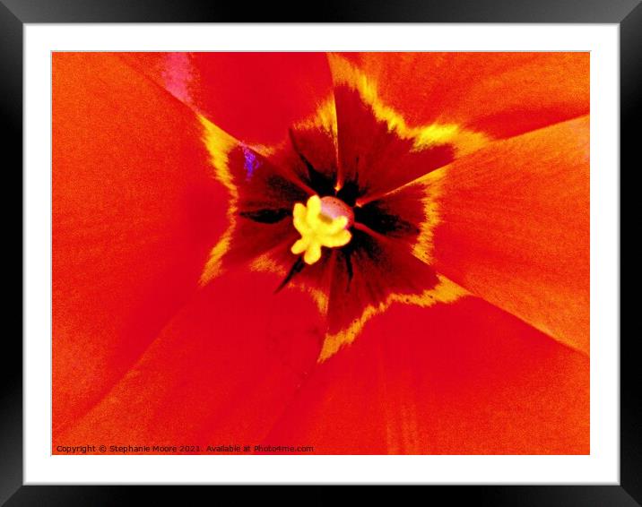 Tulip heart Framed Mounted Print by Stephanie Moore