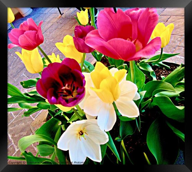 Bright Tulips Framed Print by Stephanie Moore