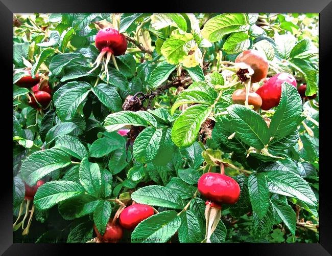 Red seeds Framed Print by Stephanie Moore