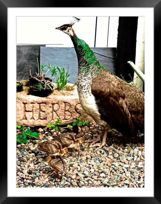 Peacock hen and chicks Framed Mounted Print by Stephanie Moore