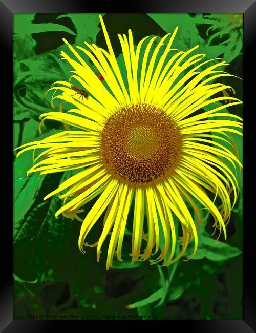 Sunflower Framed Print by Stephanie Moore