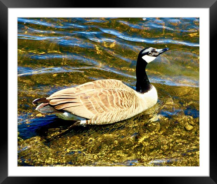 Canada Goose Framed Mounted Print by Stephanie Moore