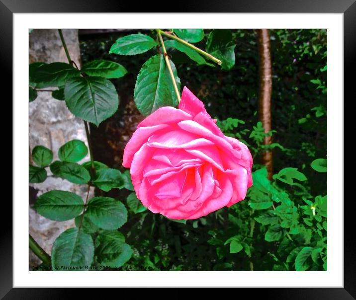 Perfect pink rose Framed Mounted Print by Stephanie Moore