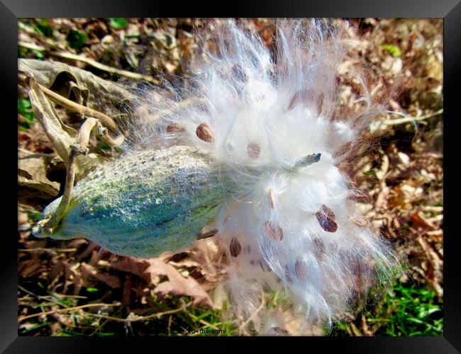 Milkweed Seeds Framed Print by Stephanie Moore