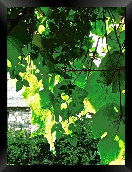 Sunlit leaves Framed Print by Stephanie Moore
