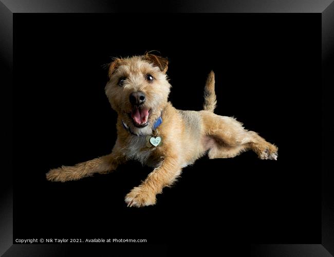 Happy Terrier Framed Print by Nik Taylor