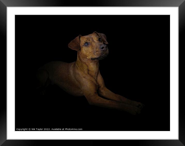 Patterdale Terrier Framed Mounted Print by Nik Taylor