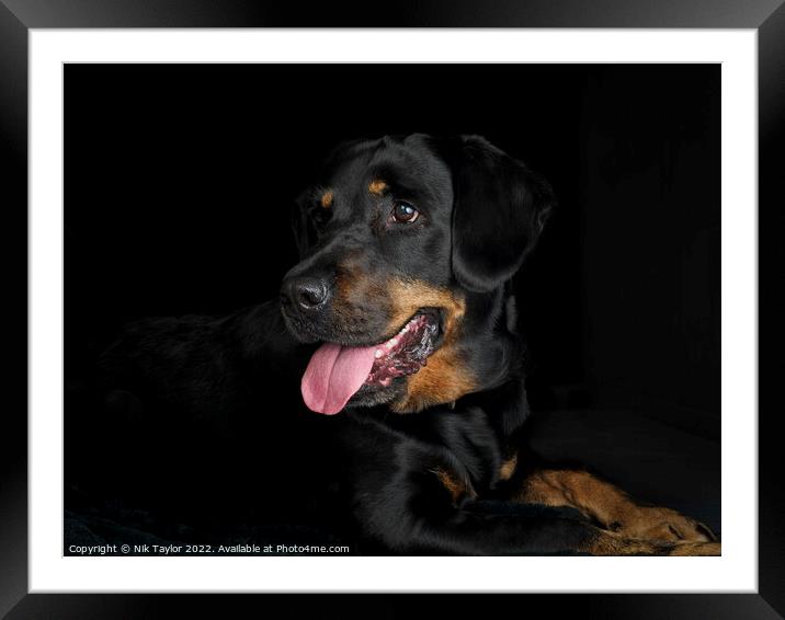 Rottweiler Framed Mounted Print by Nik Taylor