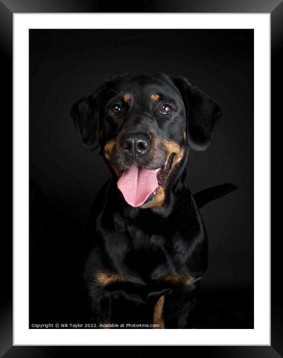 Rottweiler dog portrait Framed Mounted Print by Nik Taylor