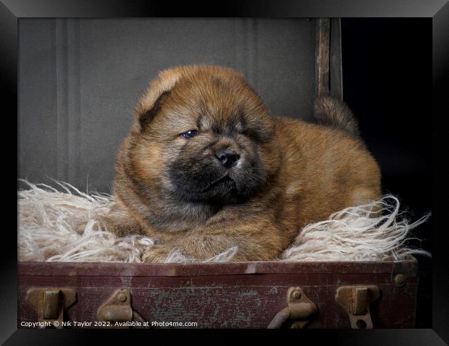 Chow Chow Puppy Framed Print by Nik Taylor