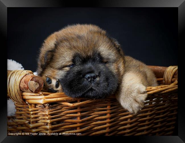 Puppy in a basket Framed Print by Nik Taylor