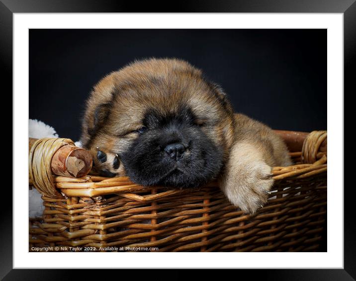 Puppy in a basket Framed Mounted Print by Nik Taylor