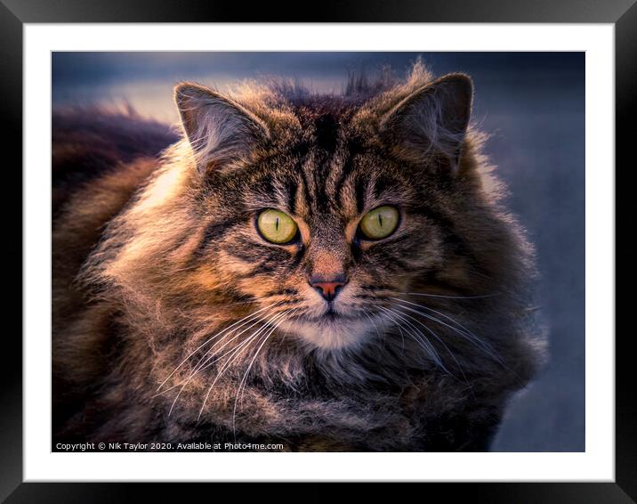 Tabby Framed Mounted Print by Nik Taylor