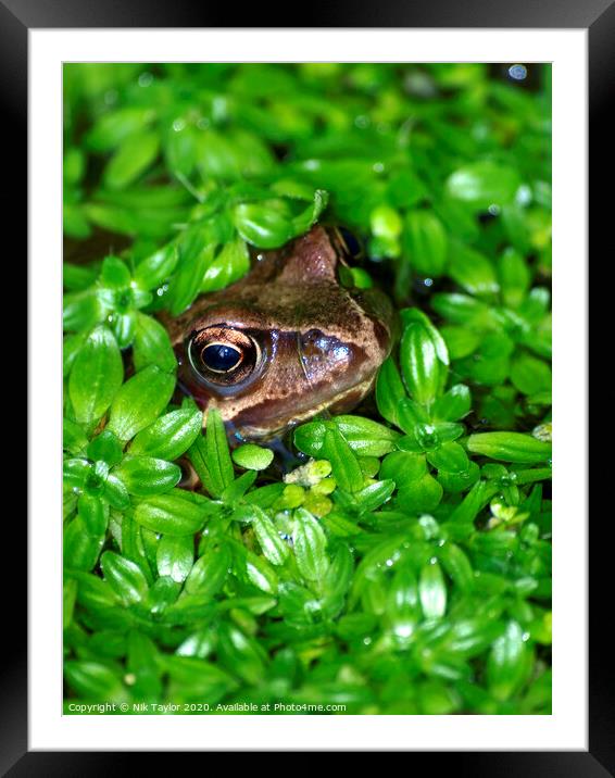 Frog Framed Mounted Print by Nik Taylor