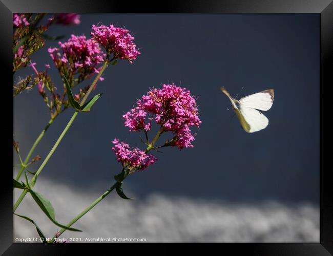 Butterfly Framed Print by Nik Taylor