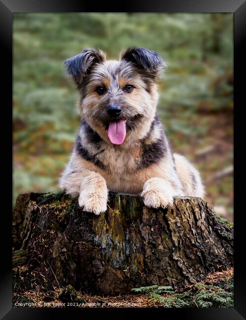 Happy boy Framed Print by Nik Taylor