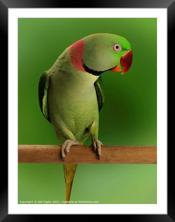  Alexandrine parrot  Framed Mounted Print by Nik Taylor