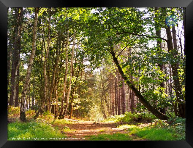 track thought the forest Framed Print by Nik Taylor