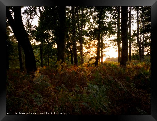 Thetford Forest sunset Framed Print by Nik Taylor