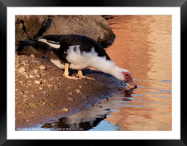 Animal bird Framed Mounted Print by Nik Taylor