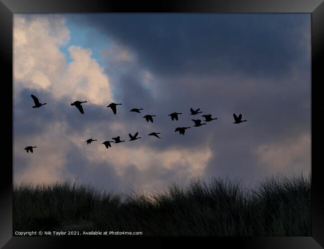 Canada geese Framed Print by Nik Taylor