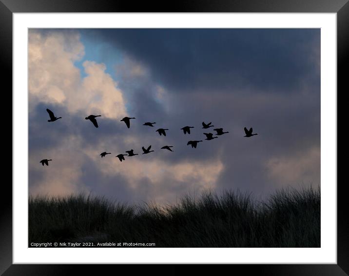 Canada geese Framed Mounted Print by Nik Taylor