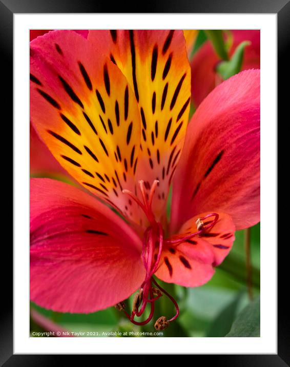 Alstroemeria, Peruvian lily Framed Mounted Print by Nik Taylor