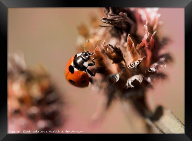 ladybird Framed Print by Nik Taylor