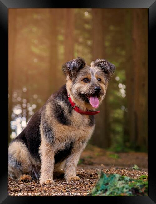 Romanian rescue dog  Framed Print by Nik Taylor