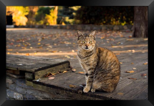 Tabby and orange colored cat is sitting on a wooden floor at a park Framed Print by Engin Sezer