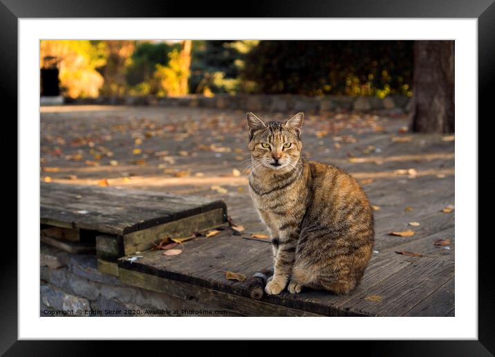 Tabby and orange colored cat is sitting on a wooden floor at a park Framed Mounted Print by Engin Sezer