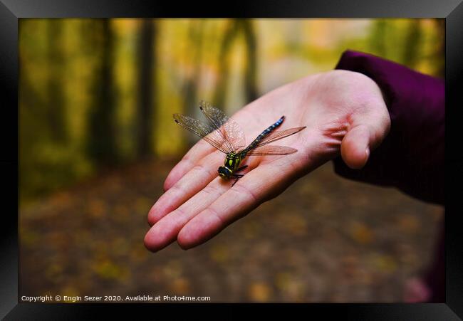 Dragonfly on Hand at Forest Framed Print by Engin Sezer