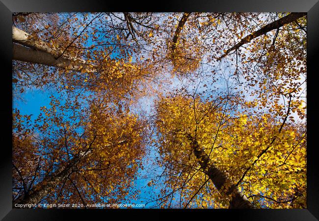 Autumn trees at forest Framed Print by Engin Sezer