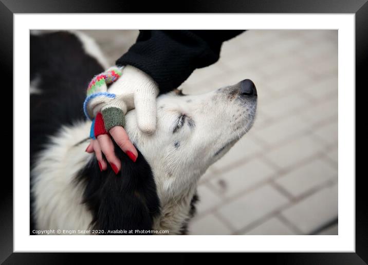 Female hand with fingerless woolen gloves stroking dog's head Framed Mounted Print by Engin Sezer