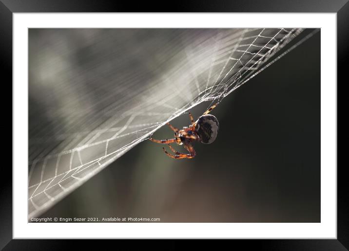 A tiny spider is waiting for a hunt in the web Framed Mounted Print by Engin Sezer