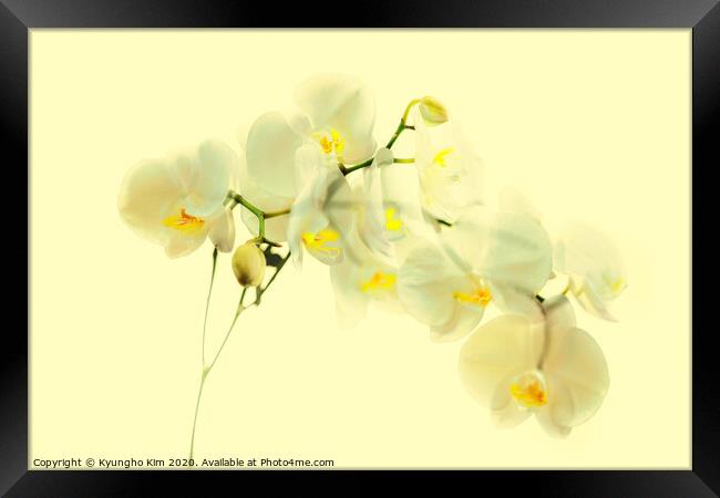 Orchid Translucent Framed Print by Kyungho Kim