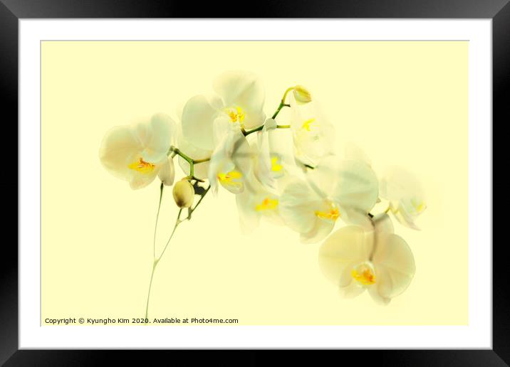 Orchid Translucent Framed Mounted Print by Kyungho Kim