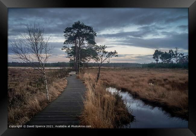 Thursley Forest Guildford  Framed Print by David Spence