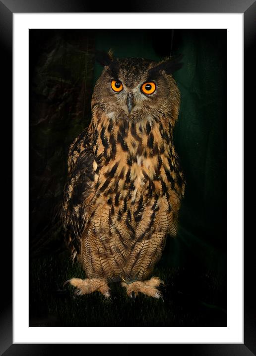 Eagle Owl Framed Mounted Print by Alexandra Lavizzari